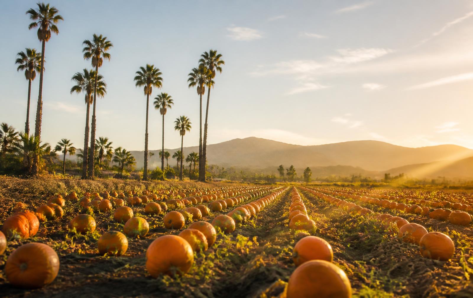 Rows of pumpkins in a Southern California farm field at golden hour with palm trees and hills in the distance